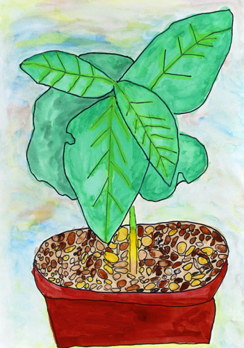 コーヒーの豆の木を育てています